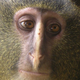 Image for article titled So this new species of monkey looks exactly like Alan Tudyk